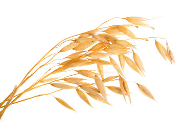 oat spike or ears isolated on white background close-up - Powered by Adobe