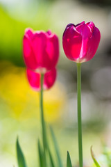 Translucent tulips in the spring