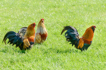 Colored bearded bantam in a pasture Colored bearded bantam in a pasture