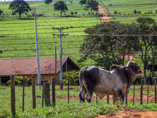 Guzera cattle on pasture in Brazil