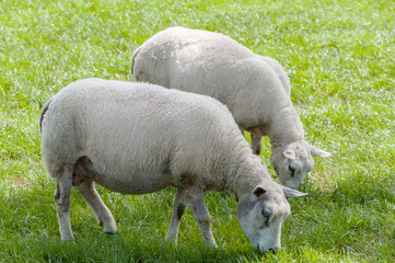 Naklejka na ściany i meble Sheep in a pasture