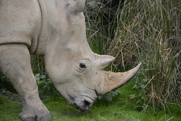 Fototapeta premium Rhinoceros Close Up