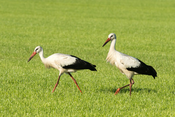 Storks gather food in a pasture