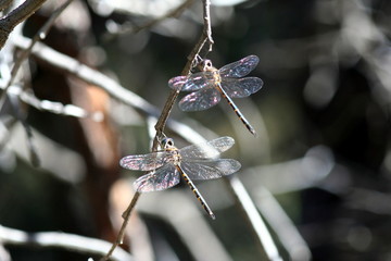 Emerald Dragonflies in the sunshine