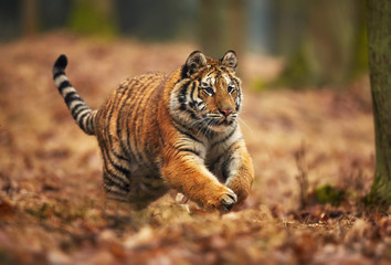 Amur-Tiger, der im Wald läuft. Action-Tierszene mit Gefahrentier. Sibirischer Tiger, Panthera tigris altaica