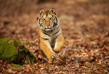 Amur tiger running in the forest. Action wildlife scene with danger animal. Siberian tiger, Panthera tigris altaica
