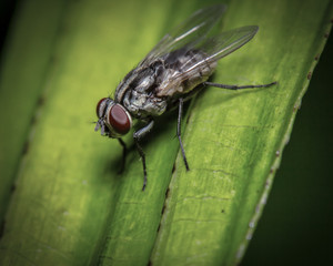 Macro shot a fly resting on the leaf 