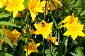 Yellow lilies in a flowery garden