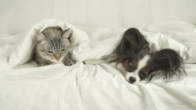 Cat with a dog lies under a blanket, dog jumps off the bed stock footage video