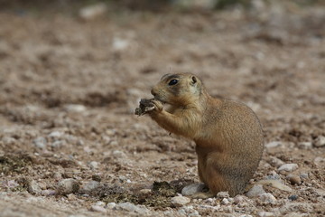 Utah Prairie Dog - Bryce Canyon National Park