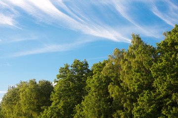 Fototapeta premium Green summer forest and blue sky with clouds