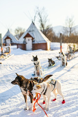 Husky dogs © TravelPhotoBloggers