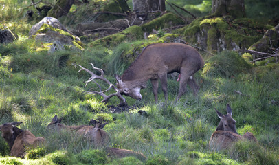 HIRSCHBRUNFT - Rotwild