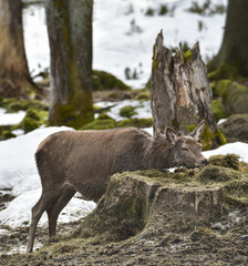 WILDFÜTTERUNG - Rotwild-Hirschkuh