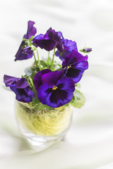 Pansies flower . Still life in a high key.