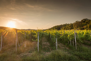 Fototapeta na wymiar Landscape of vineyard, nature background
