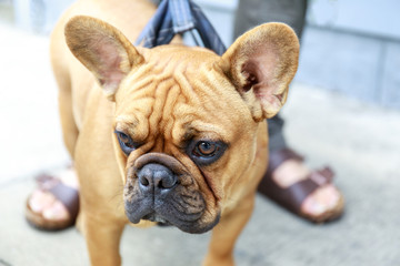 Fototapeta premium French Bulldog Puppy Male Brown in a street in San Francisco. Cute Frenchie on a dog walk in the city.