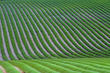 Fototapeta premium Champ de lavande verte avant floraison. La lavande forme des rubans végétaux verts sur un sol de cailloux gris.