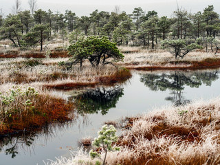 Pine Trees in Field of Kemeri moor in Latvia with a Pond inbetween of them