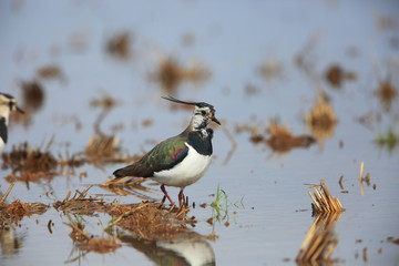 Northern lapwing (Vanellus vanellus) in Japan
