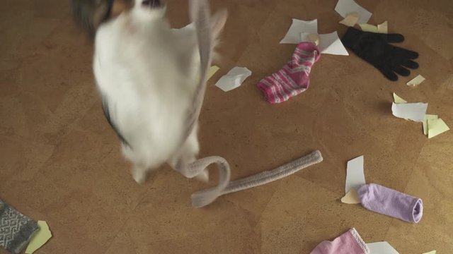 Dog Papillon arranged pogrom in the house scattered things and tore the paper stock footage video