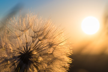 Fototapeta na wymiar Dandelion closeup against sun and sky during the dawn