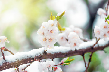 Flowers apricot tree in spring when fell out the last snow