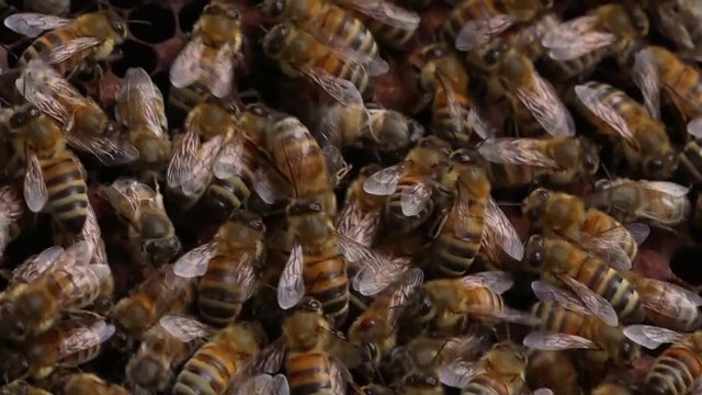 Bees in a Beehive - close up shot