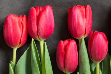 Macro Flower head. Red tulips on black wrapping paper