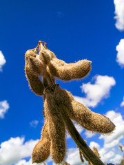 ripe soybeans ready for harvest