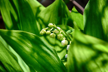 Fototapeta na wymiar spring May lily of the valley growing among green leaves in a green garden