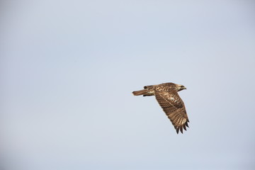 Eastern Buzzard or Japanese Buzzard (Buteo japonicus) in Japan