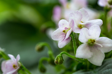 Fototapeta na wymiar Delicate flowers of violets. Flowers of saintpolia. Аfrican violet