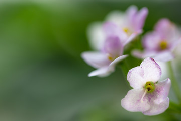 Fototapeta na wymiar Delicate flowers of violets. Flowers of saintpolia. Аfrican violet