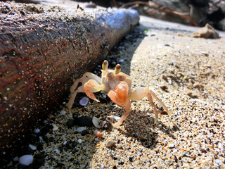 Cute sand crab on beach