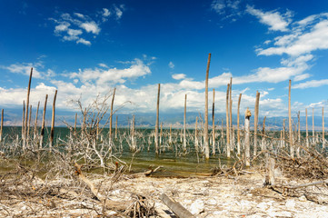 salt lake, the trunks of the trees without leaves in the water, Lake Enriquillo
