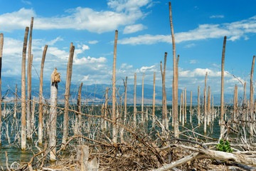 salt lake, the trunks of the trees without leaves in the water, Lake Enriquillo