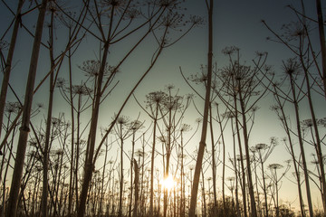 Fototapeta premium High bush against the sky. Long grass against the backdrop of the setting sun.