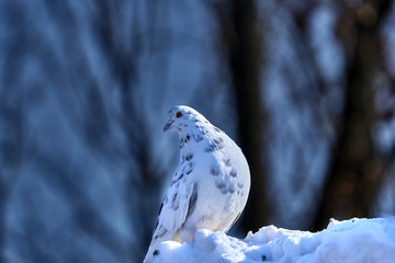 Portrait of a beautiful home pigeon on a sunny spring day. Pigeon farm.