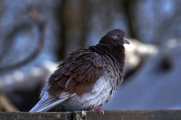 Portrait of a beautiful home pigeon on a sunny spring day. Pigeon farm.