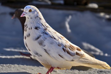 Portrait of a beautiful home pigeon on a sunny spring day. Pigeon farm.