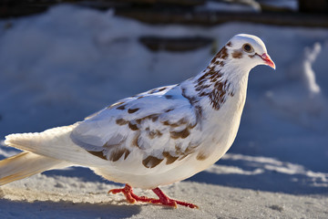 Portrait of a beautiful home pigeon on a sunny spring day. Pigeon farm.