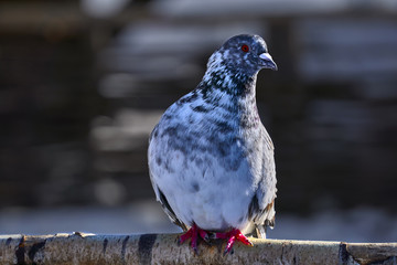 Portrait of a beautiful home pigeon on a sunny spring day. Pigeon farm.