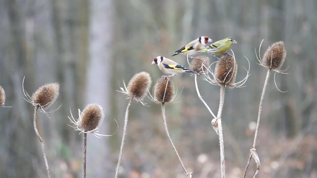 Siskin ( carduelis spinus ) and Goldfinch ( Carduelis carduelis ) feeding on a teasel