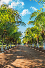 Fototapeta na wymiar Picture of beautiful tropical alley of coconut trees.