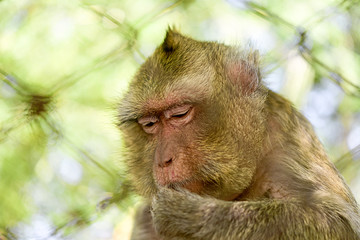 Asian monkeys are trapped in a cage.The sighting caused poor results.