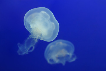Two white jellyfish float in the water