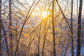 Majestic sunrise in winter mountains landscape. Sun highlights tree branches covered with ice and snow.
