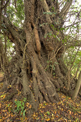 tronco de alfarrobeira