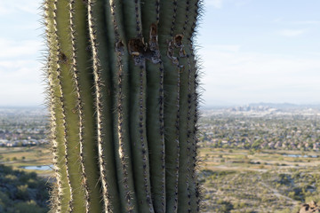 Saguaro cactus in front of view to the city of Phoenix, Arizona from the foothills of South...